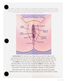 Dr. Laura Berman Intimate Basics Selene Vibrating Clitoral Pump